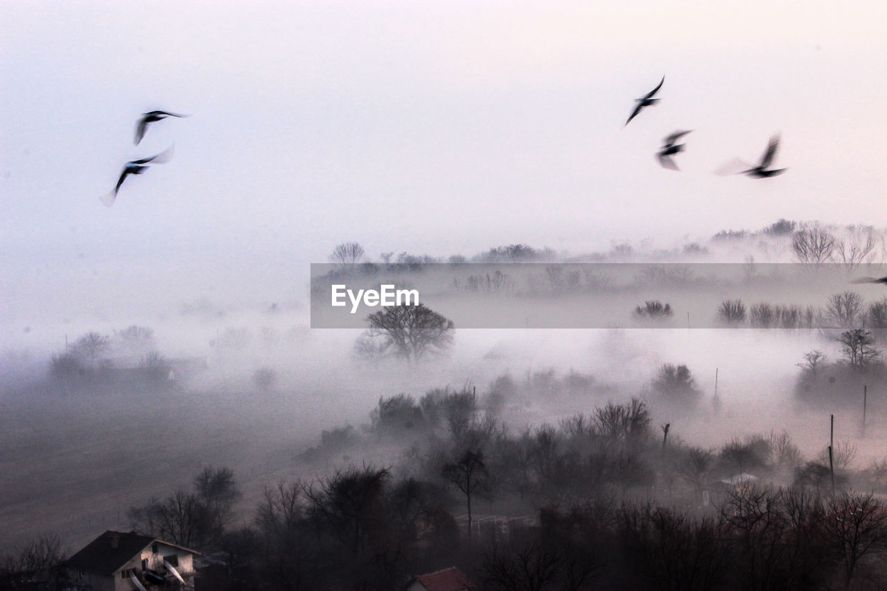 FLOCK OF BIRDS FLYING OVER LANDSCAPE