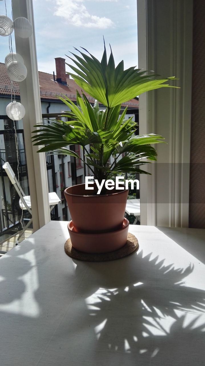 CLOSE-UP OF POTTED PLANT ON FLOOR