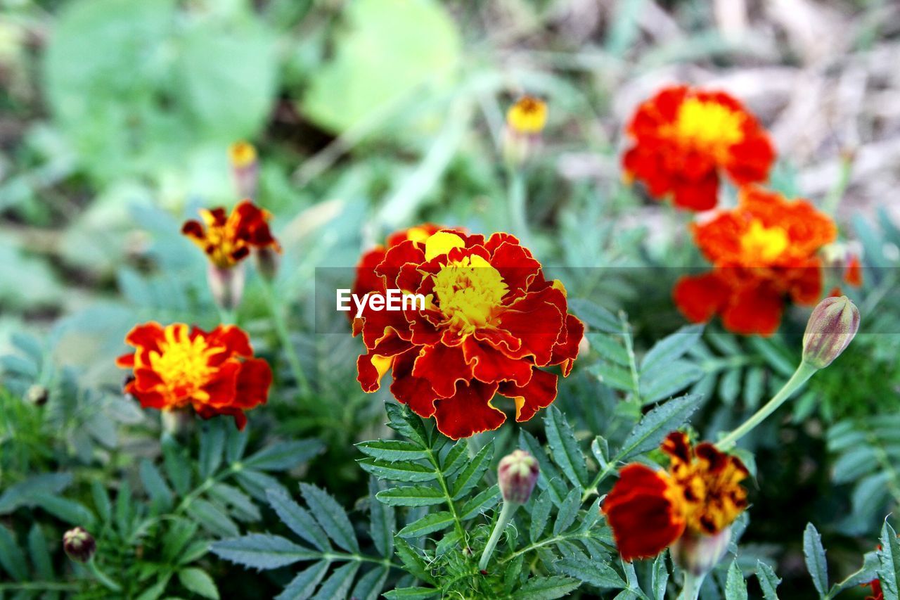 CLOSE-UP OF FRESH FLOWERS BLOOMING OUTDOORS