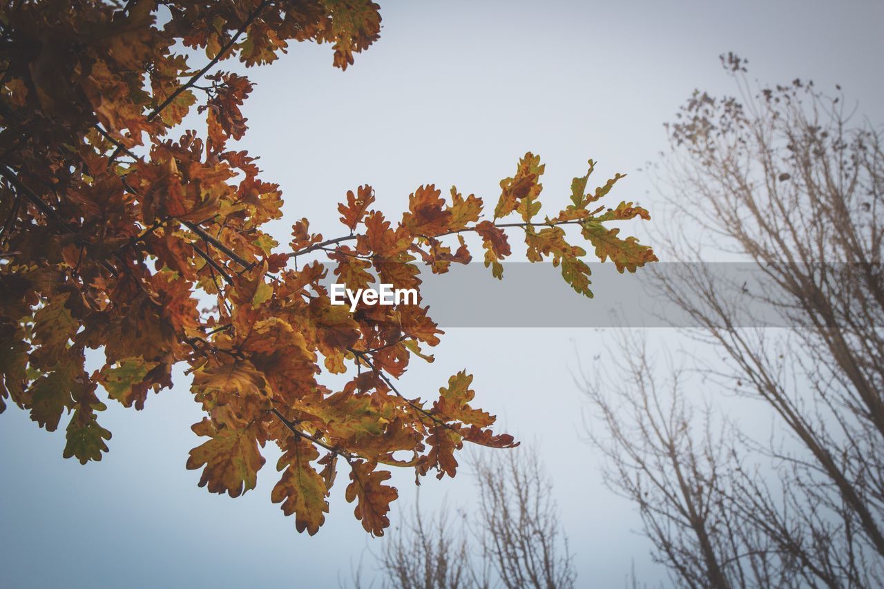 LOW ANGLE VIEW OF TREE AGAINST CLEAR SKY