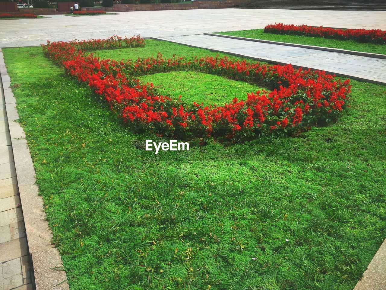 HIGH ANGLE VIEW OF RED FLOWERING PLANTS IN GARDEN