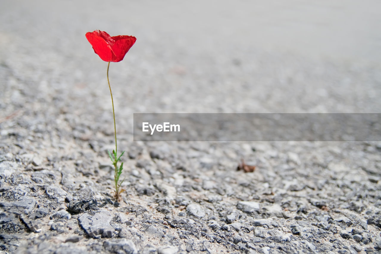 Close-up of red flower