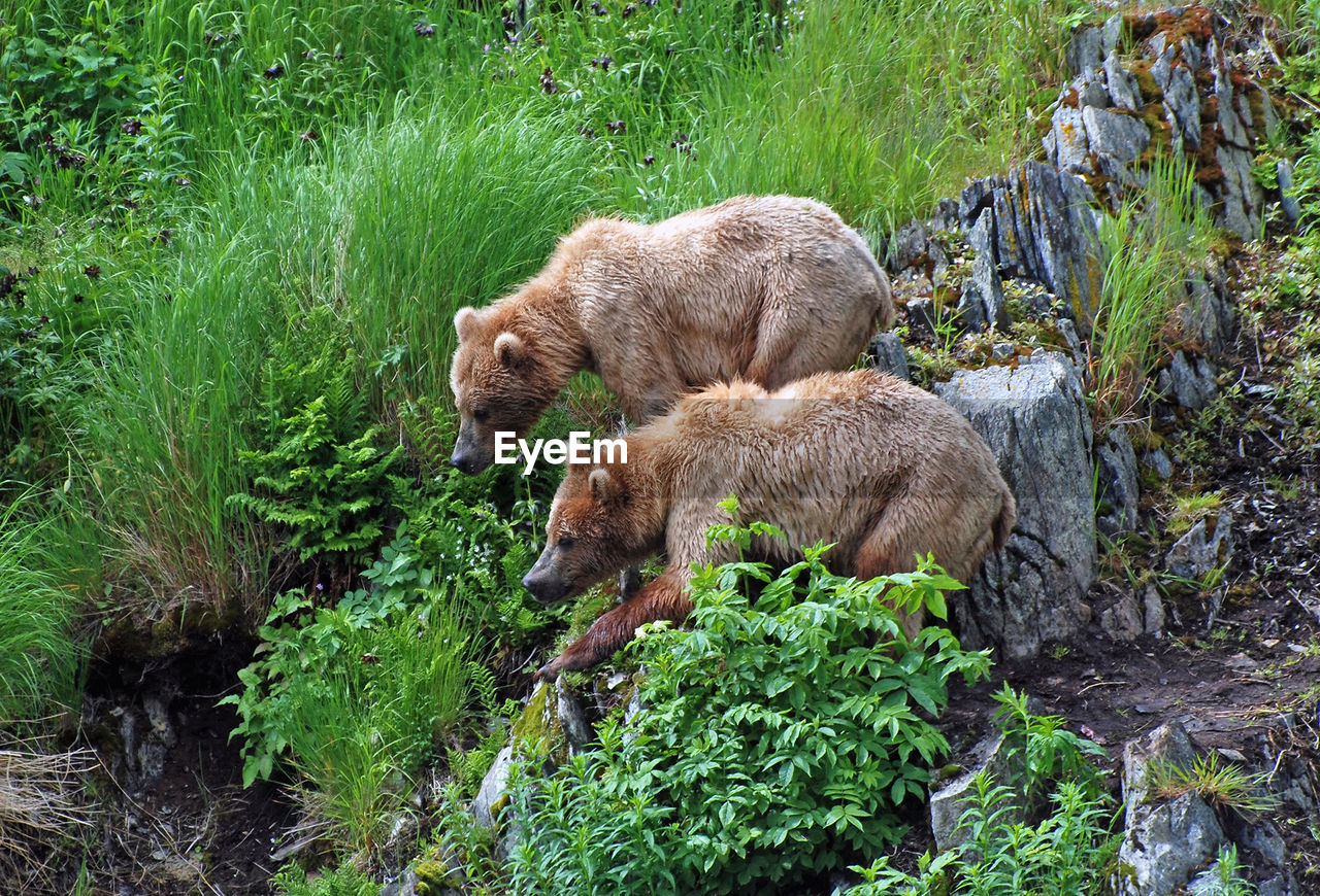 These two young bears are staying together to fend off a larger male on kodiak island.