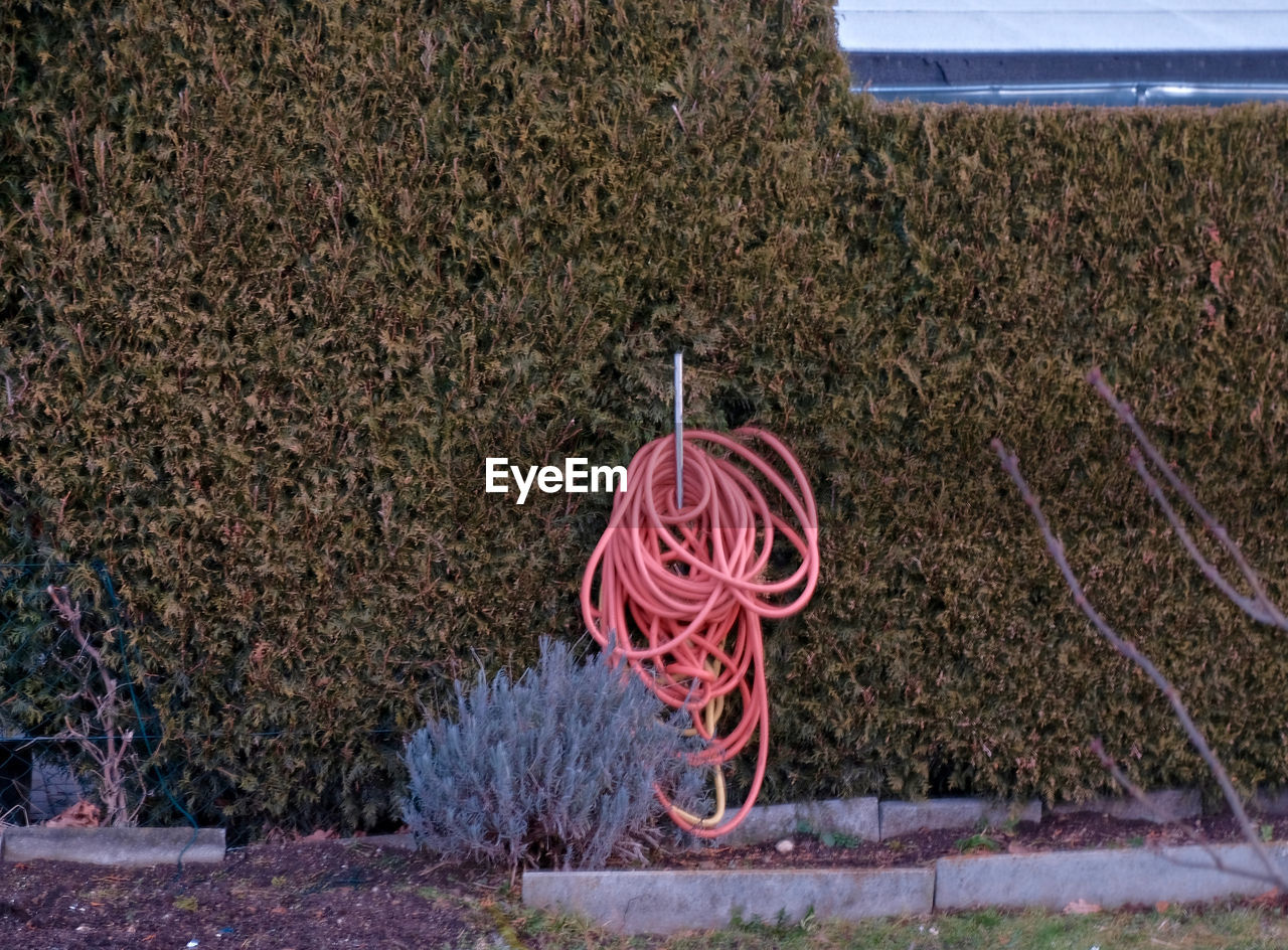 Hose  hanging on tree