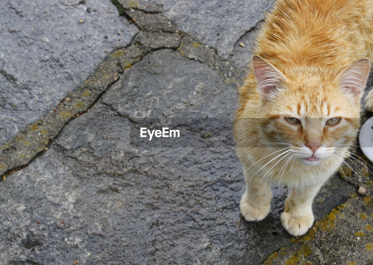 High angle view portrait of cat on cobblestone