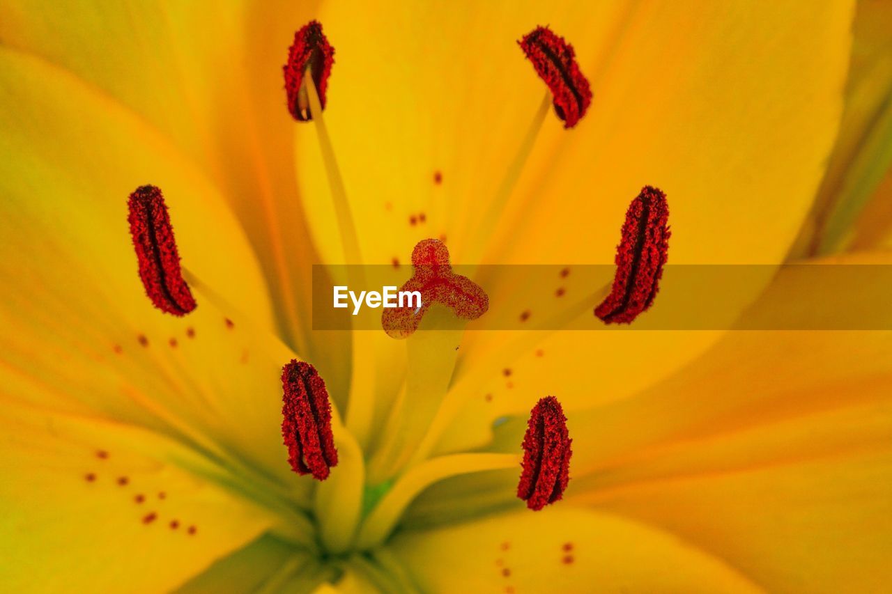 CLOSE-UP OF DAY LILY BLOOMING OUTDOORS