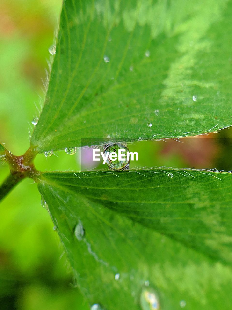 CLOSE-UP OF WET LEAVES