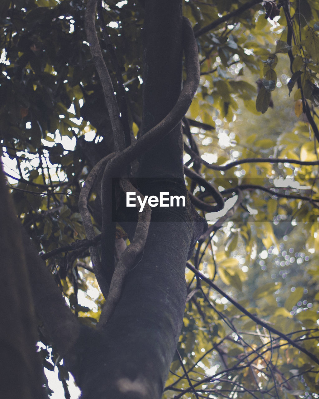 tree, plant, branch, leaf, sunlight, nature, autumn, growth, plant part, low angle view, day, no people, outdoors, spring, tree trunk, trunk, flower, beauty in nature, forest, sky, green
