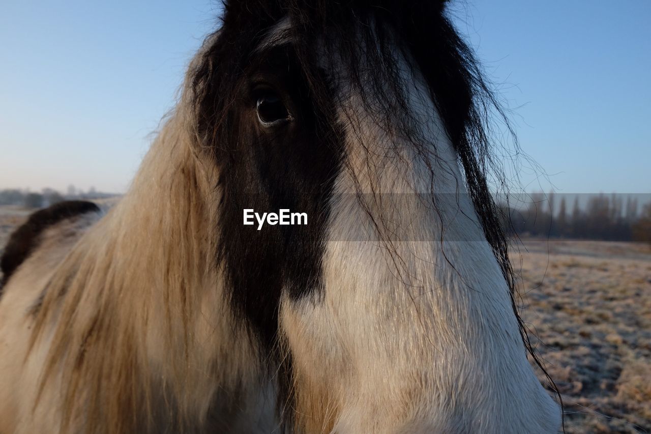 CLOSE-UP OF HORSE ON FIELD