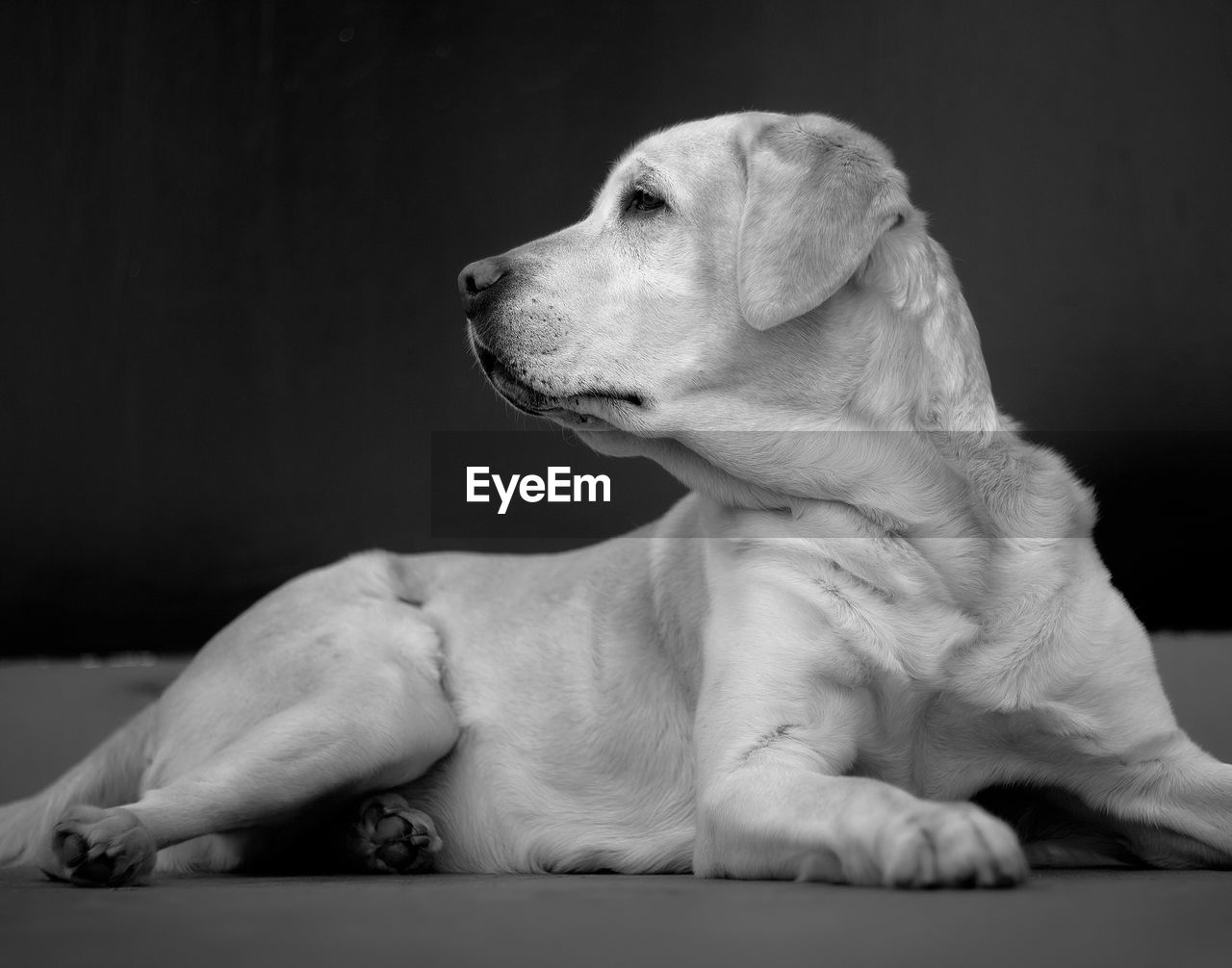 CLOSE-UP OF DOG LOOKING AWAY WHILE SITTING ON BED