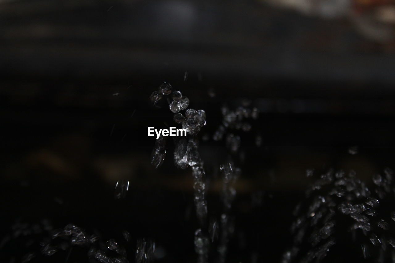 CLOSE-UP OF RAINDROPS ON PLANT