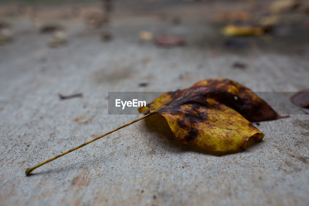 Dry leaf fallen on field