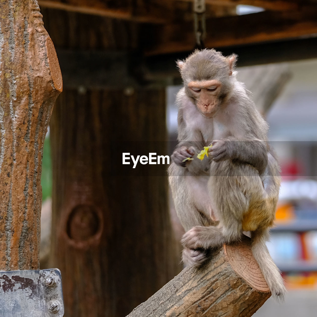 CLOSE-UP OF MONKEY ON TREE