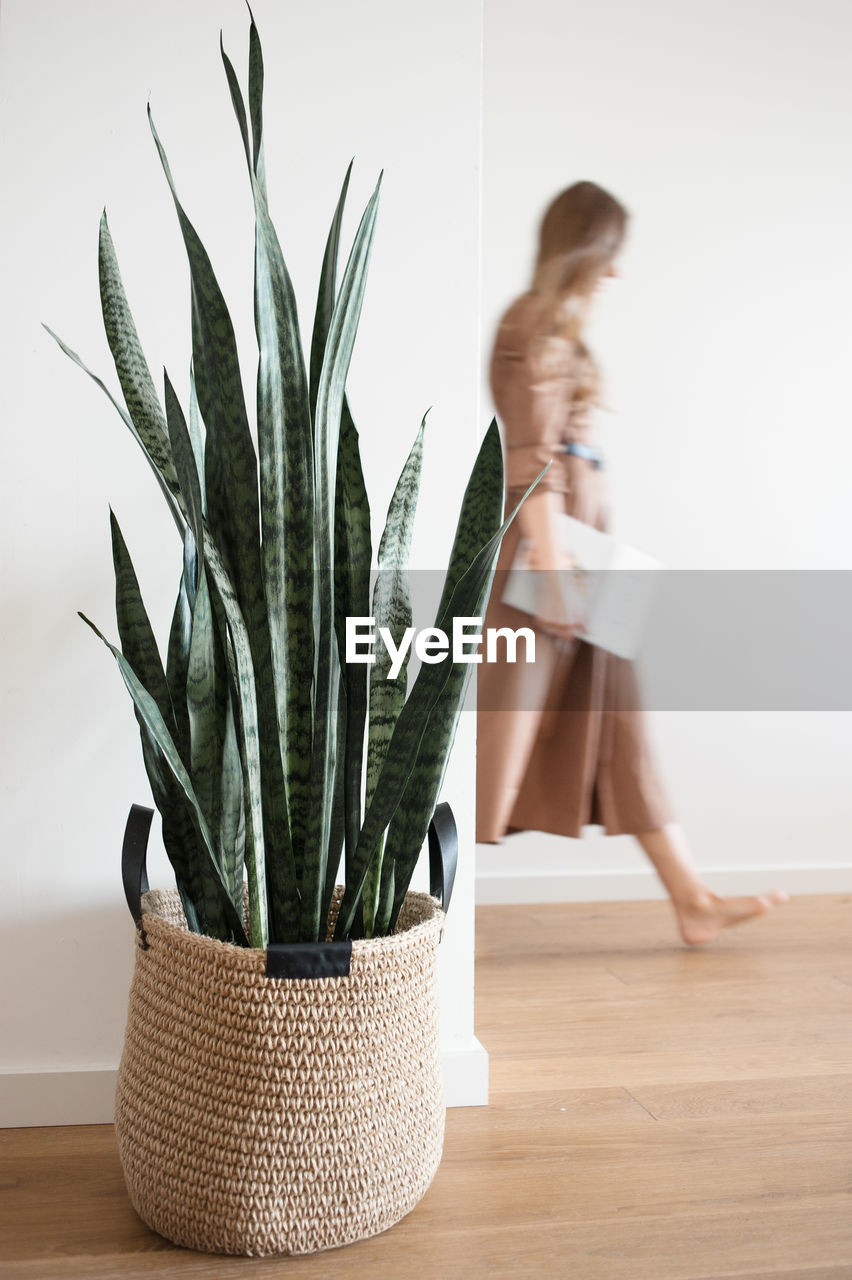 Blurred silhouette of woman in light interior, plant in jute basket