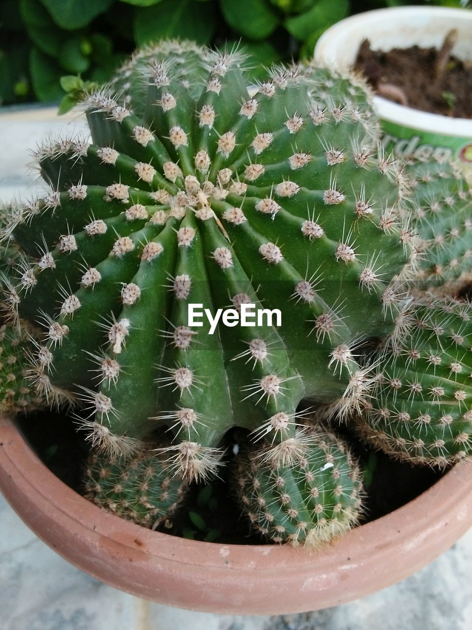 CLOSE-UP OF SUCCULENT PLANTS