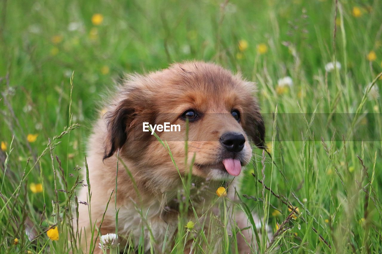 CLOSE-UP OF DOG ON GRASS