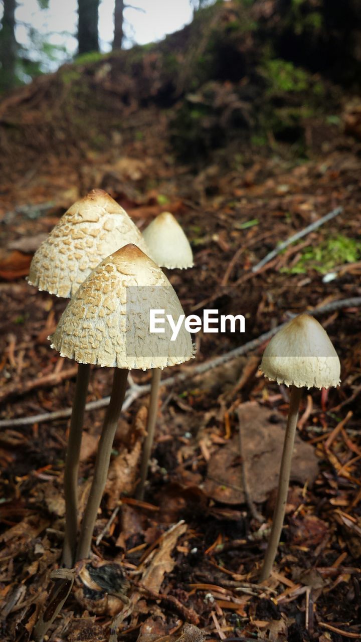 Close-up of mushroom growing in forest