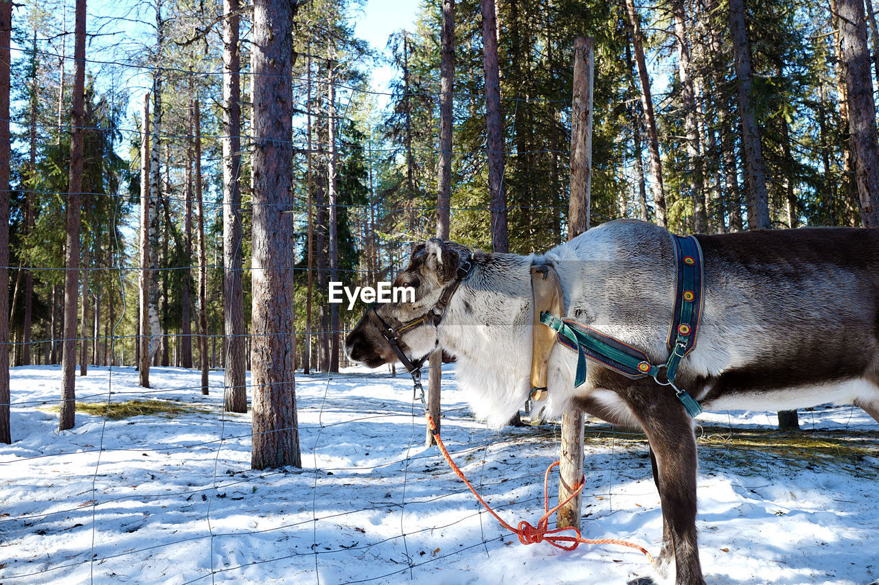 HORSE ON SNOW COVERED FIELD