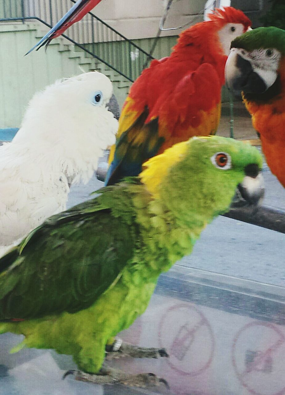 CLOSE-UP OF PARROTS IN CAGE