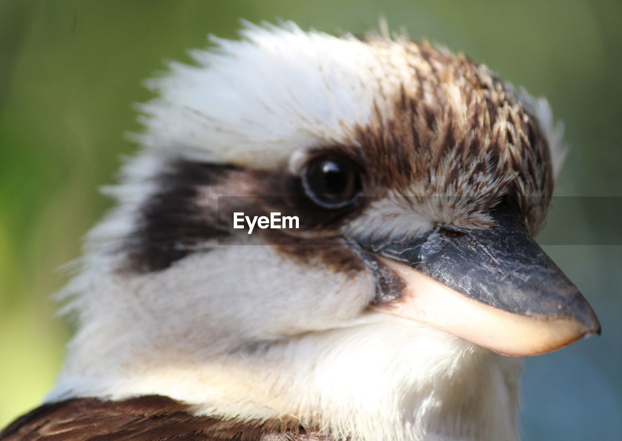 CLOSE-UP OF EAGLE