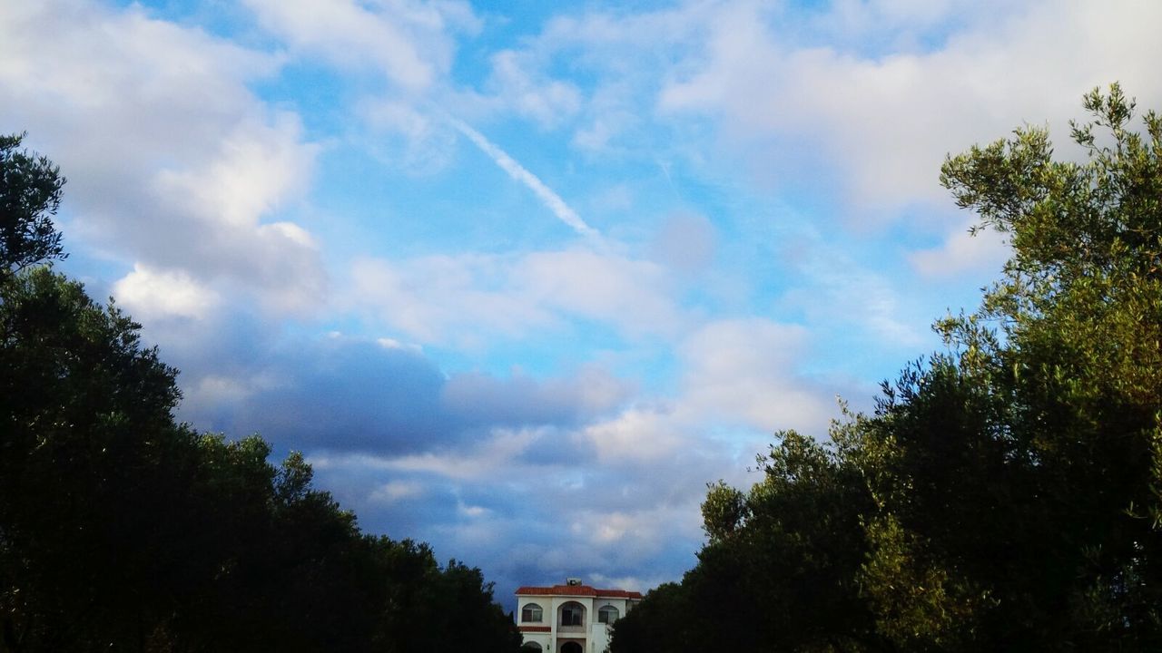 LOW ANGLE VIEW OF TREES AGAINST CLOUDY SKY