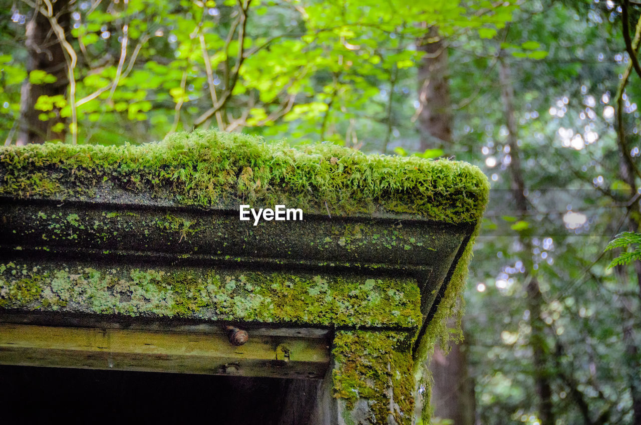 CLOSE-UP OF GREEN TREE