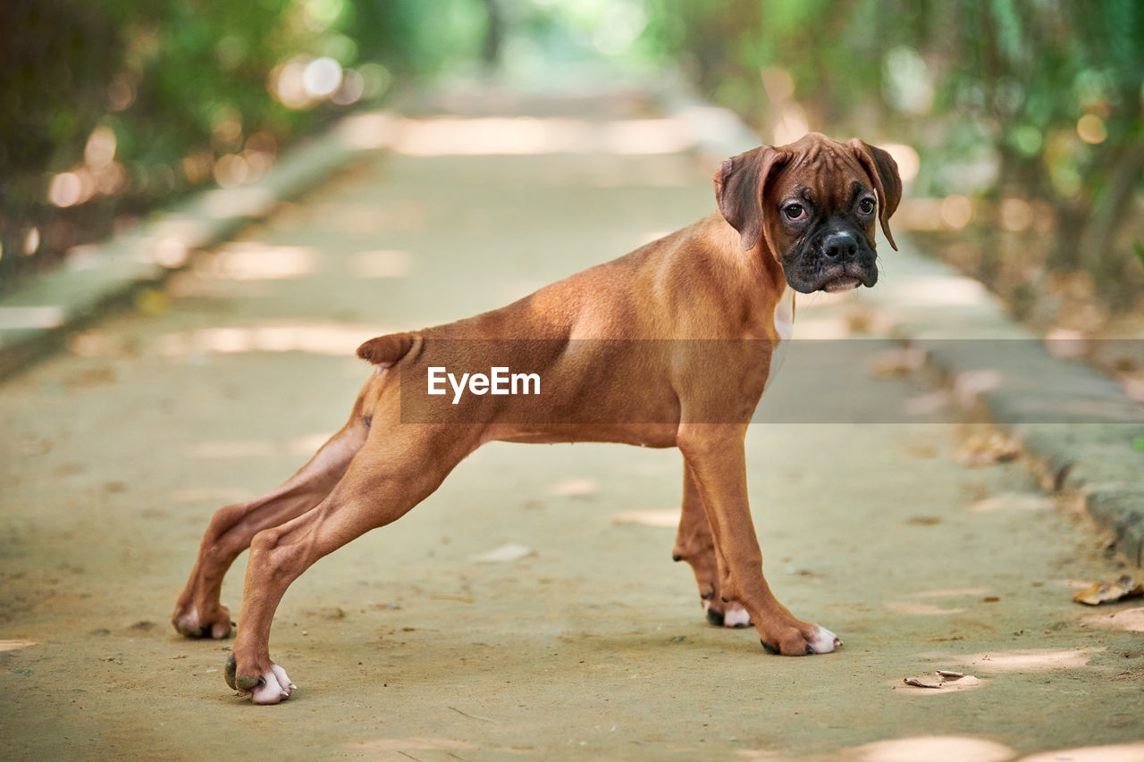 close-up of dog standing on road