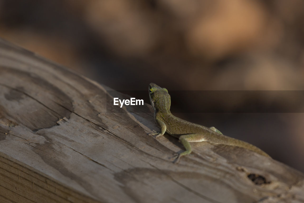 animal themes, animal, animal wildlife, lizard, one animal, reptile, close-up, wildlife, macro photography, anole, wood, gecko, no people, nature, tree, green, outdoors, leaf, day, environment, selective focus, branch, focus on foreground