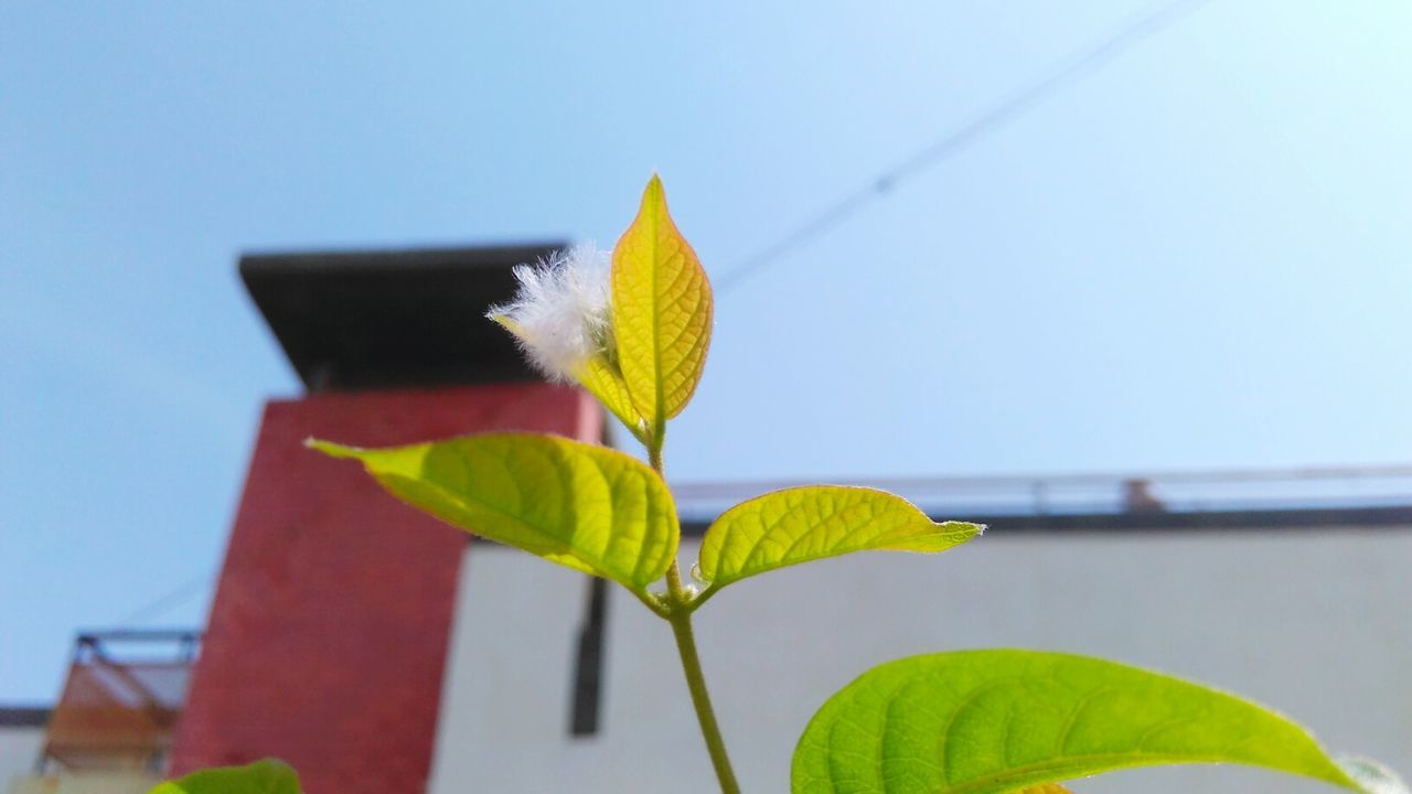 CLOSE-UP OF LEAVES ON PLANT