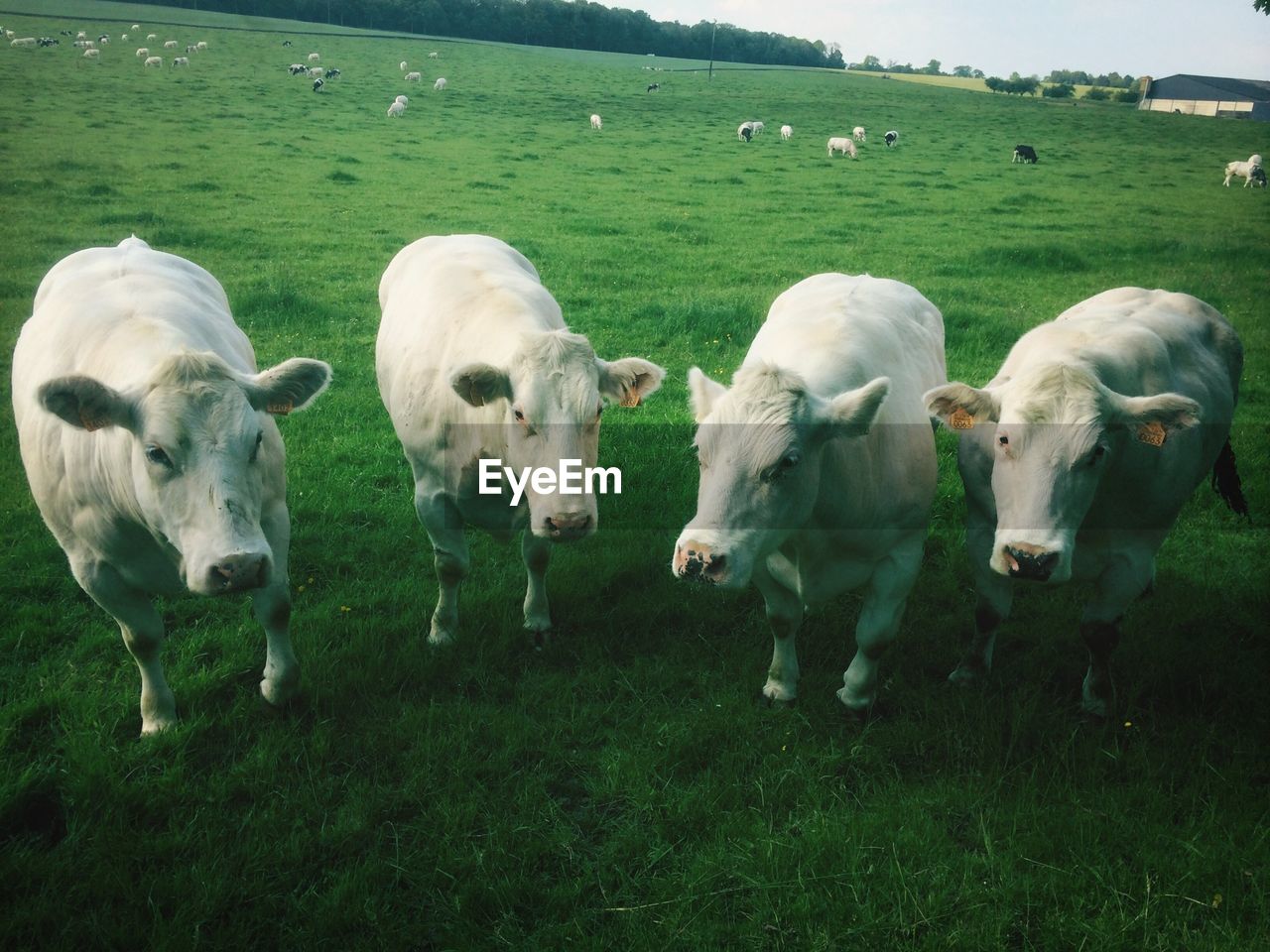 Close-up of cows on landscape