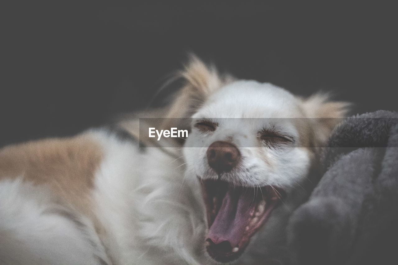 Close-up of a dog yawning