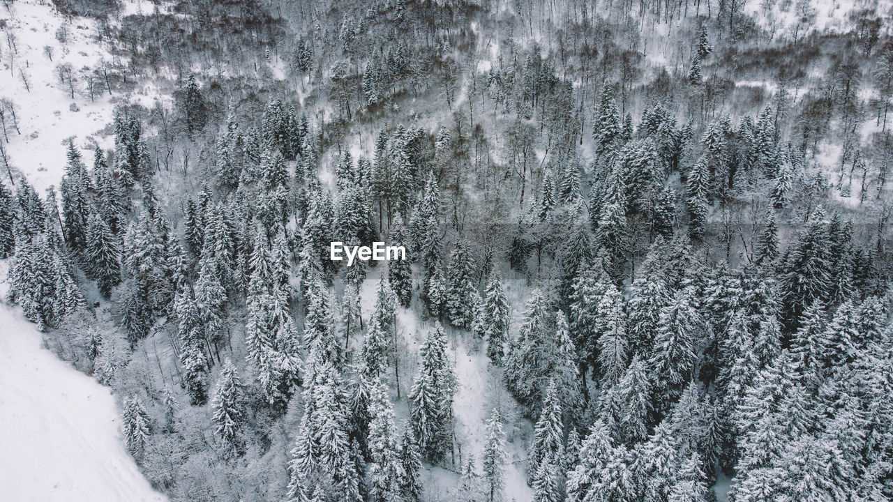 SNOW COVERED PLANTS IN FOREST