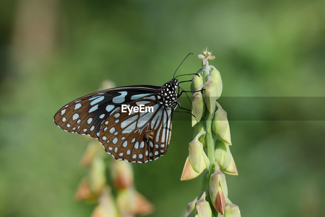 Close-up of butterfly pollinating flower