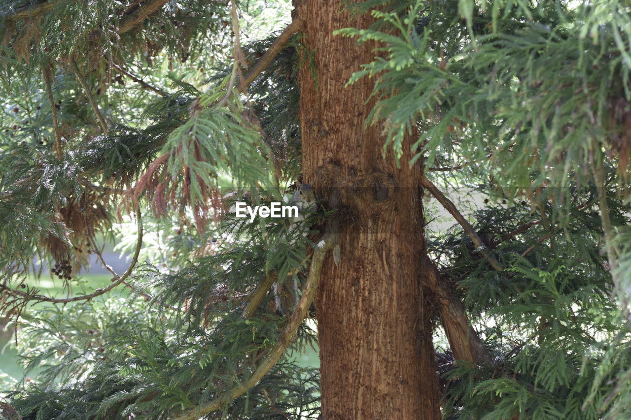 LOW ANGLE VIEW OF TREE IN FOREST