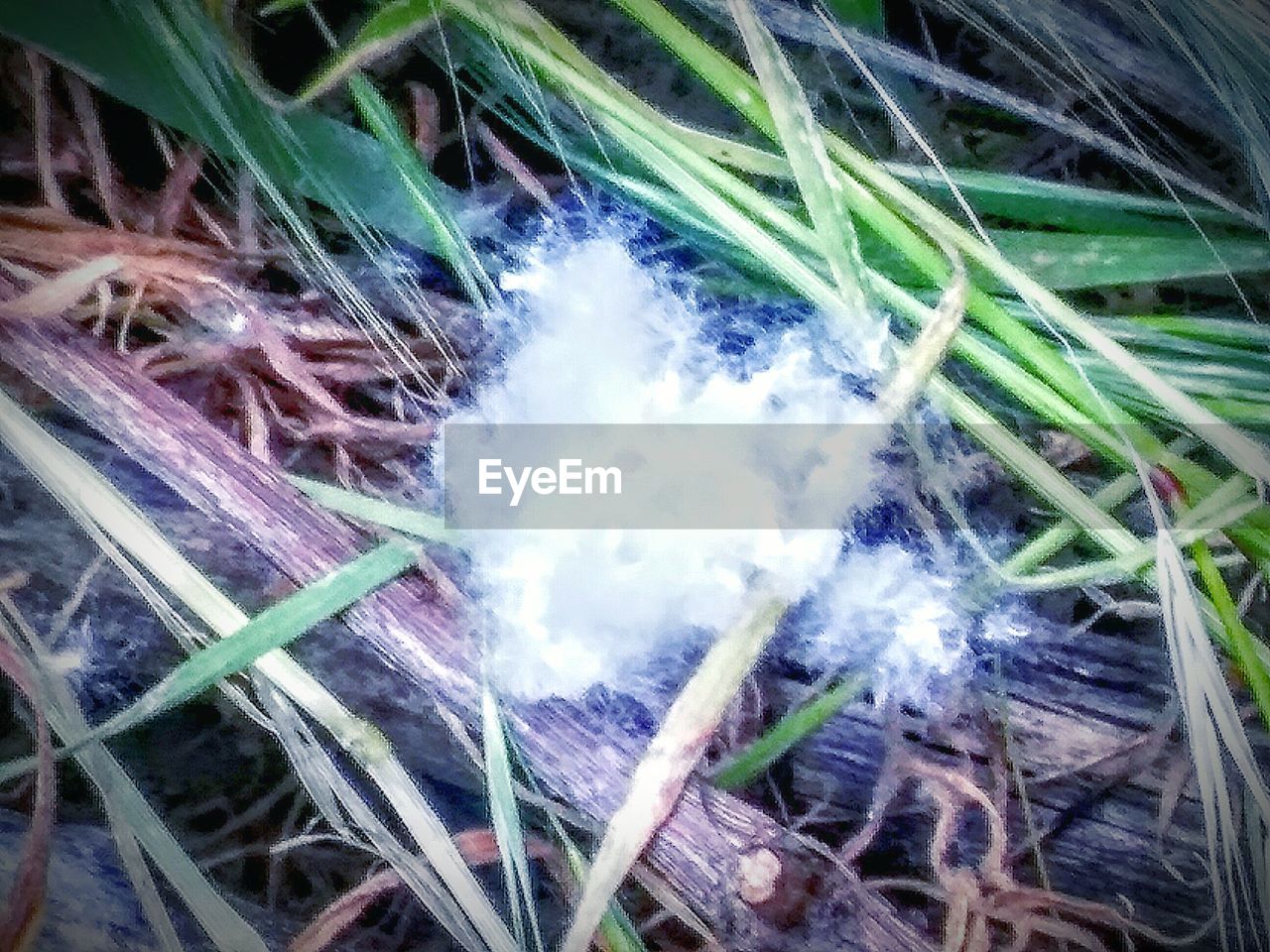 CLOSE-UP OF PLANTS IN THE GRASS