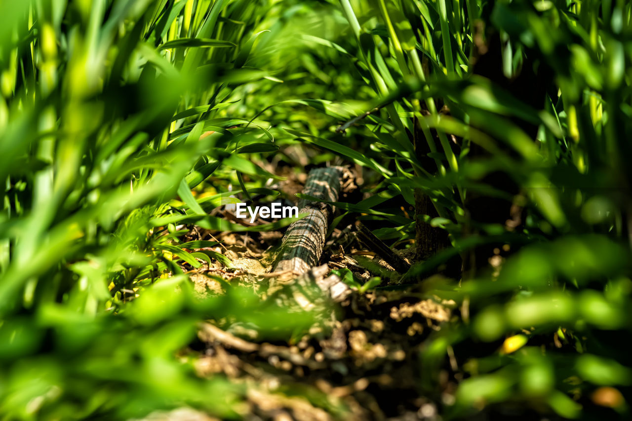 CLOSE-UP OF LIZARD ON A PLANT