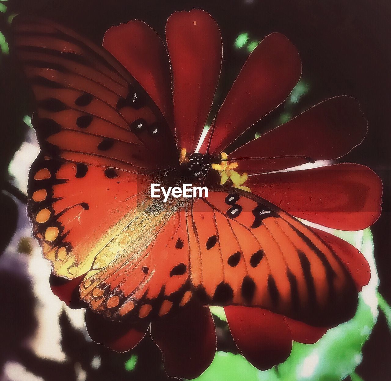 CLOSE-UP OF BUTTERFLY ON LEAF