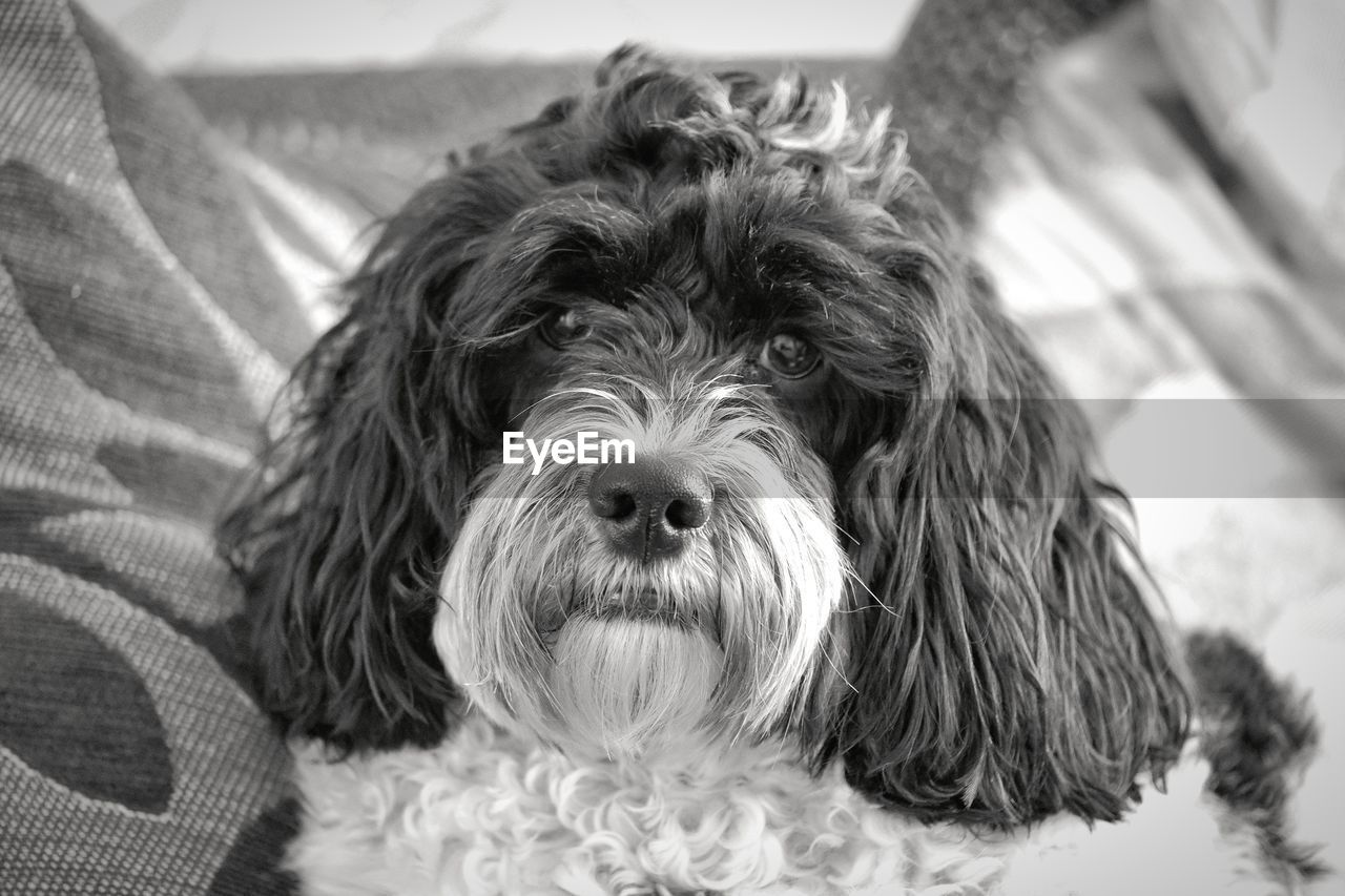 CLOSE-UP PORTRAIT OF DOG WITH MOUTH