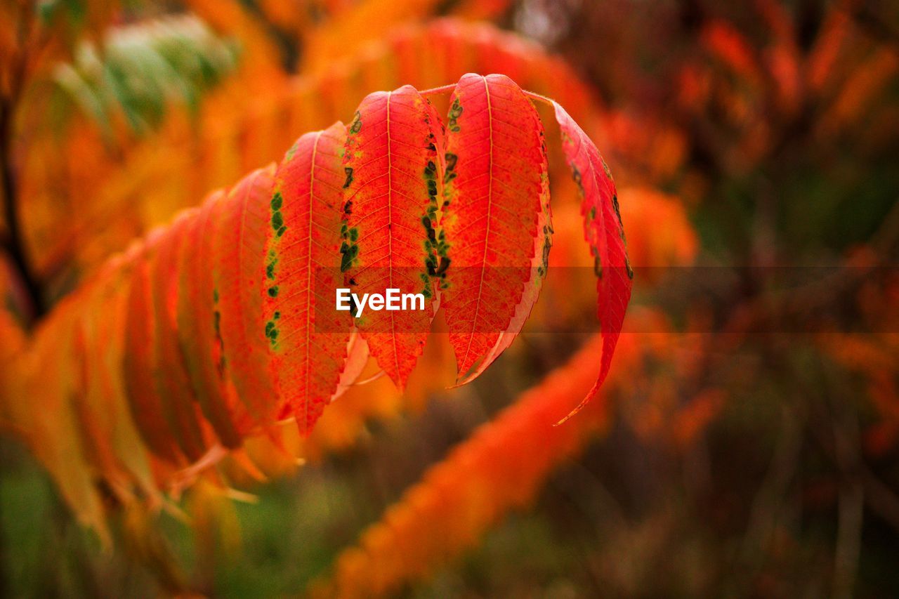 Close-up of orange leaf on tree