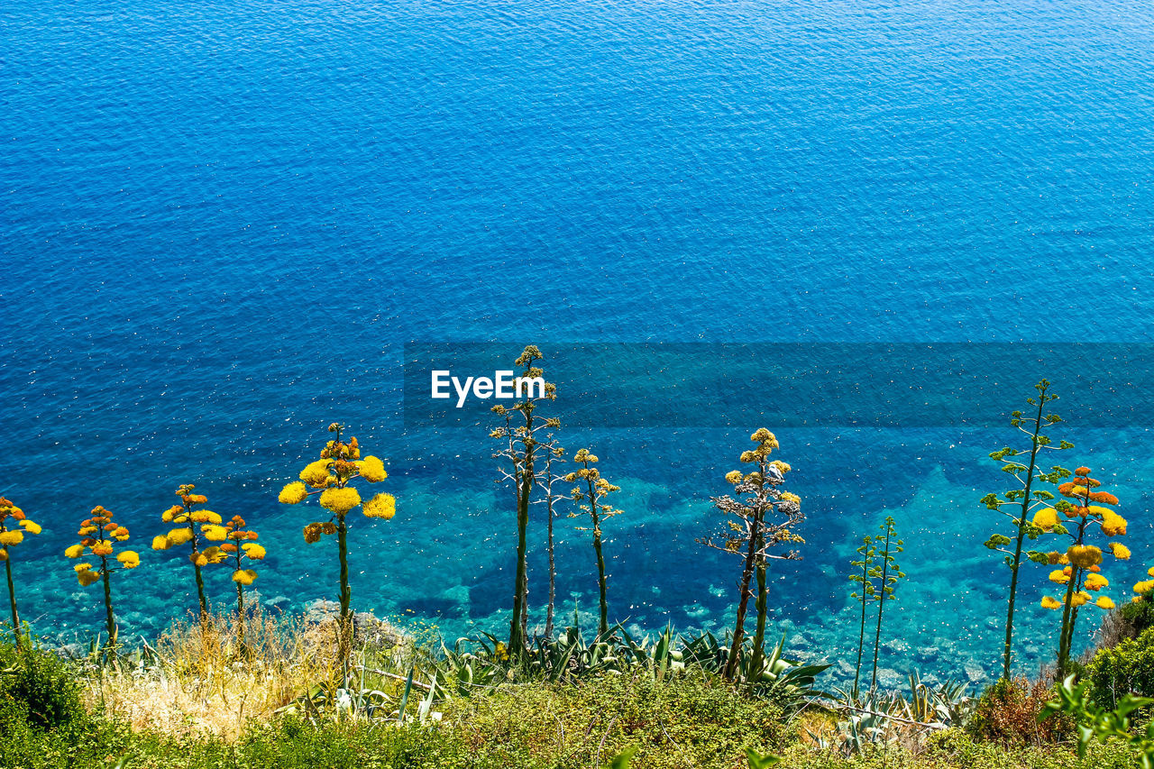 High angle view of yellow flowering plants by sea