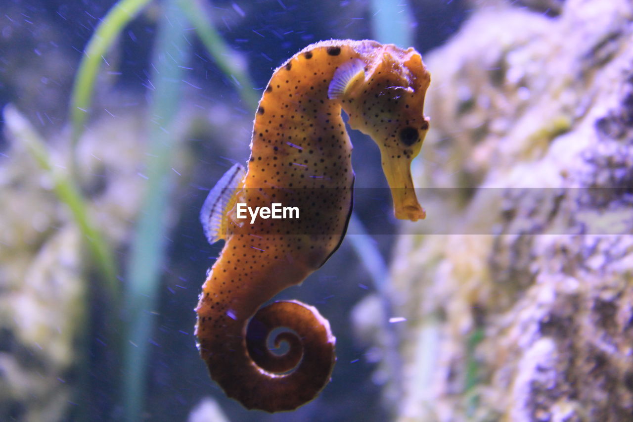 Close-up of seahorse swimming in aquarium