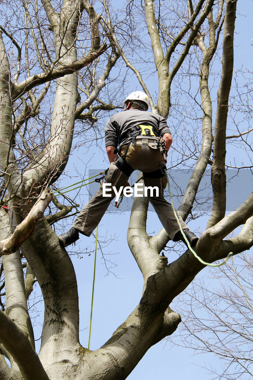 Low angle view of manual worker on tree