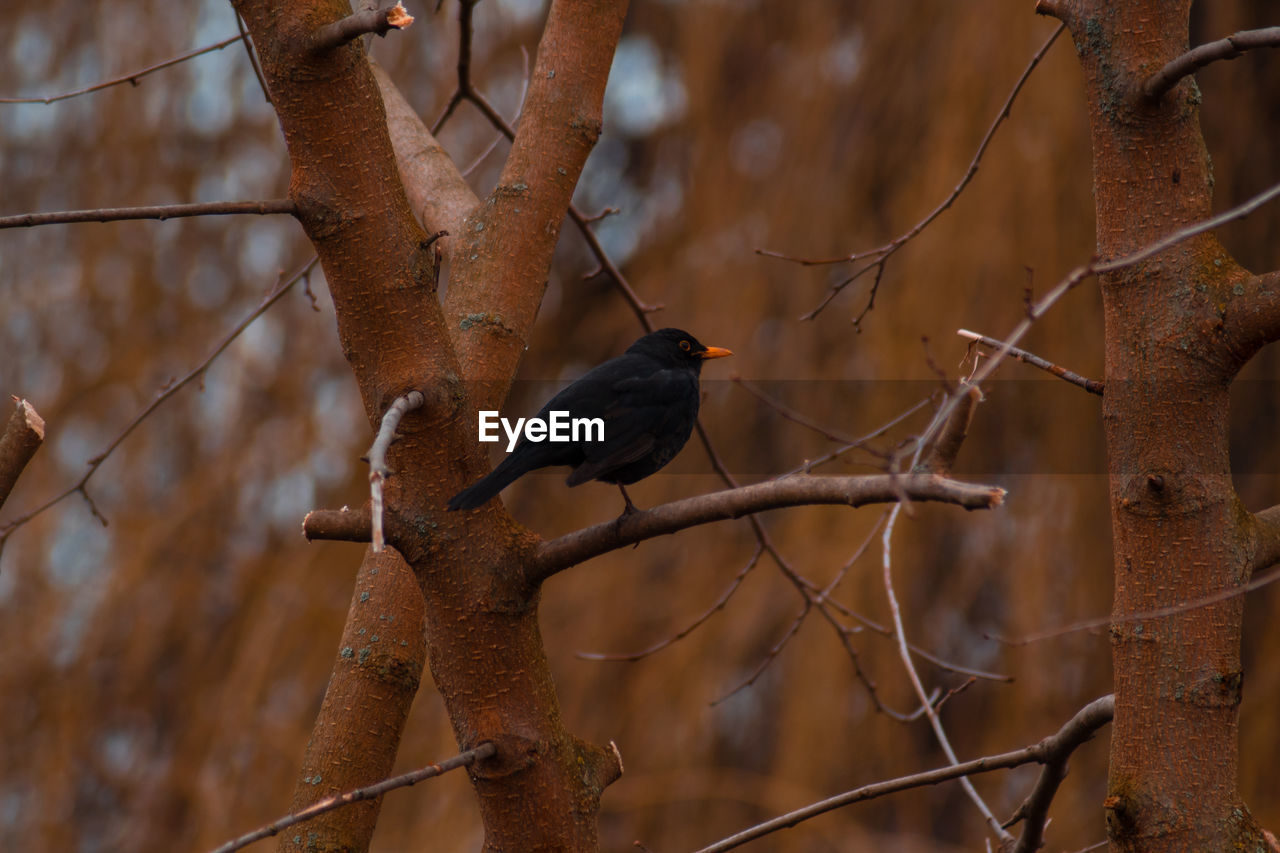 Low angle view of bird perching on branch