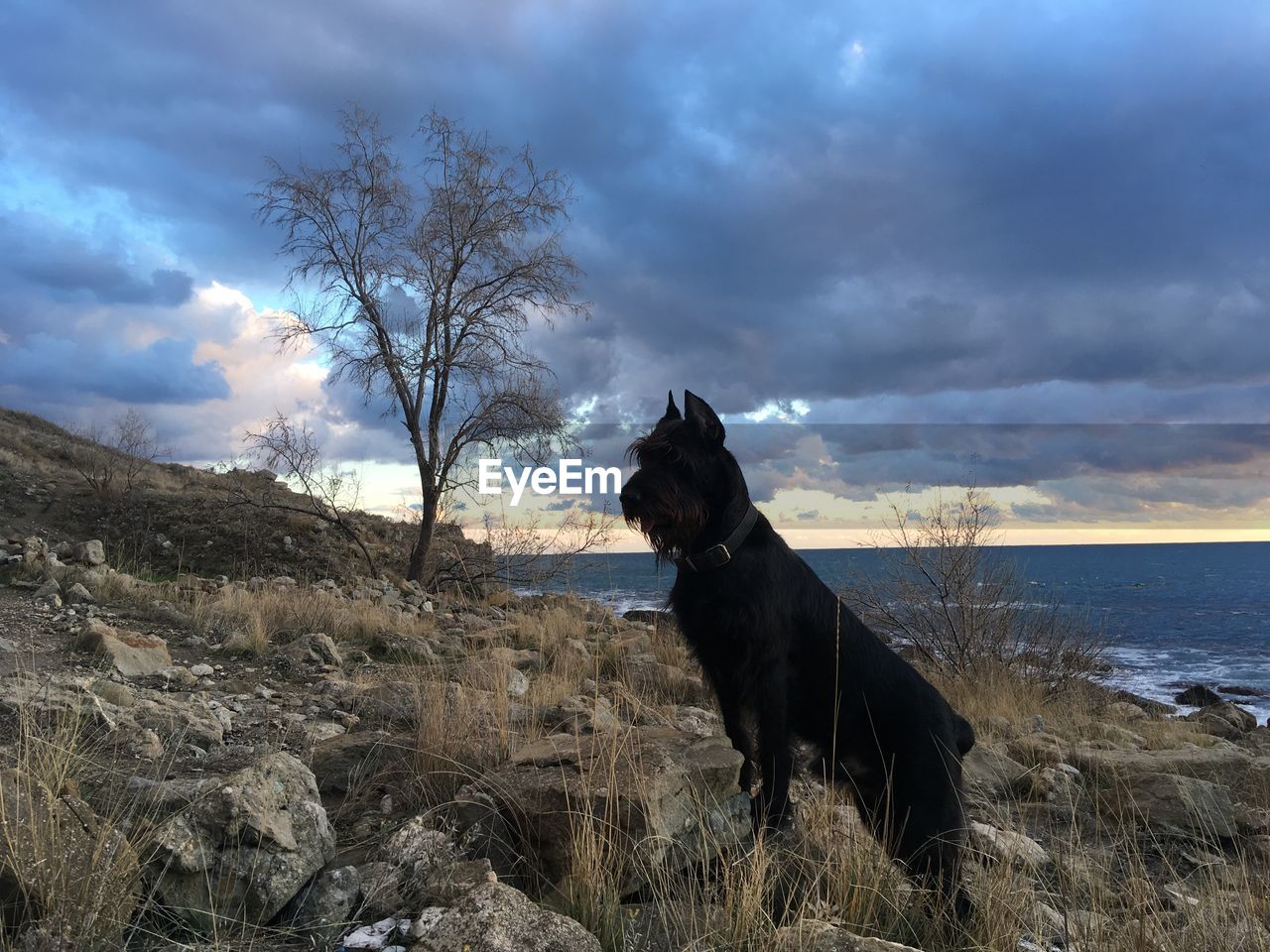 DOG STANDING ON A LAND