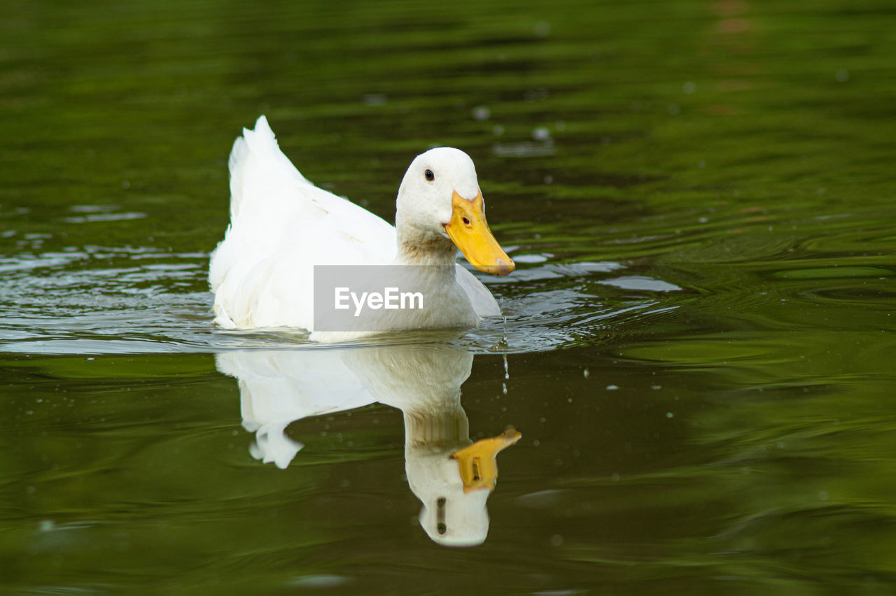 Close-up low level view of aylesbury pekin peking american domestic duck ducks swimming in lake