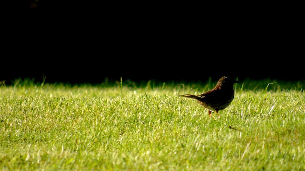 VIEW OF AN ANIMAL ON LANDSCAPE