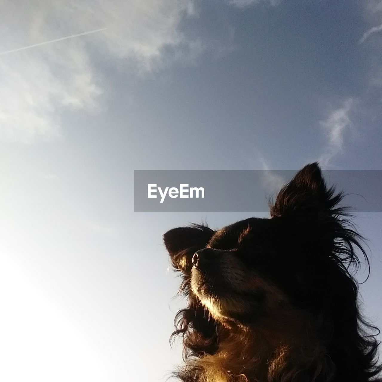 Low angle view of dog looking away against sky