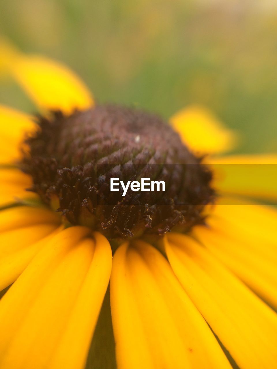 Close-up of yellow flower