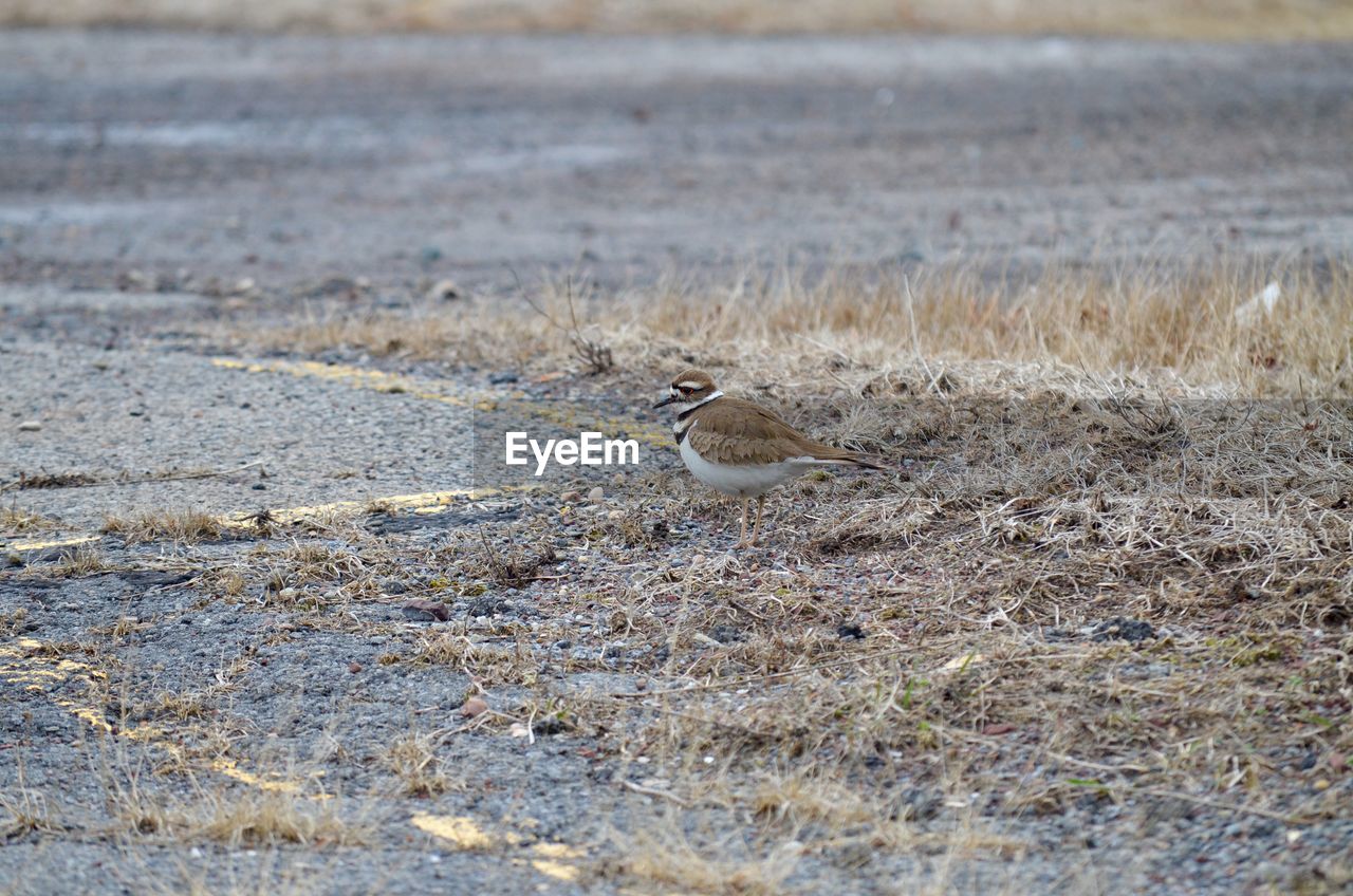 Upclose with a killdeer 