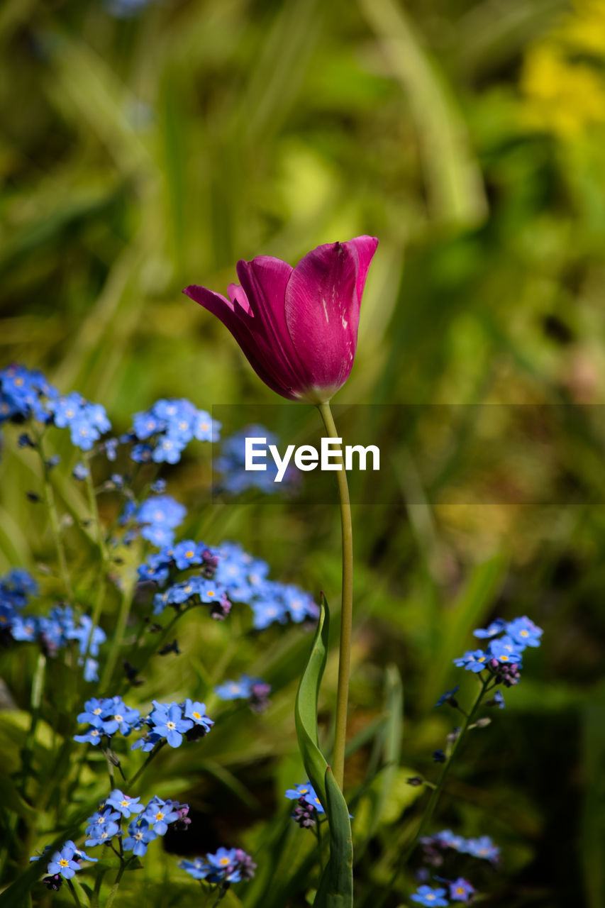 Close-up of purple flowering plant
